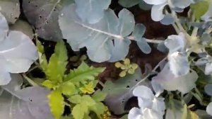 Как вырастить БРОККОЛИ. Высаживаем рассаду в открытый грунт.