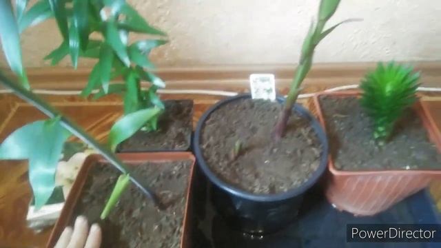 Что стало с лилиями? / Обзор проросших лилий спустя месяц после посадки в горшки. смотреть онлайн