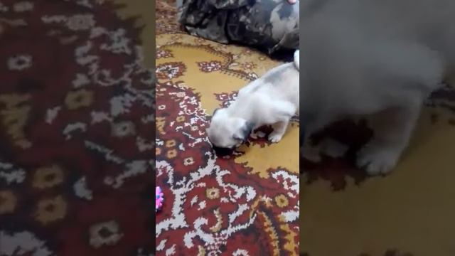 Мечта сбылась! Подарили собаку мопса смотреть онлайн