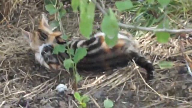 Необычный котёнок смотреть онлайн