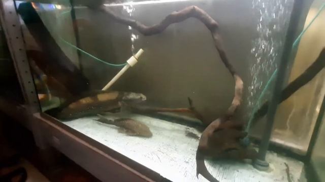 Живой хомяк и императорский змееголов смотреть онлайн