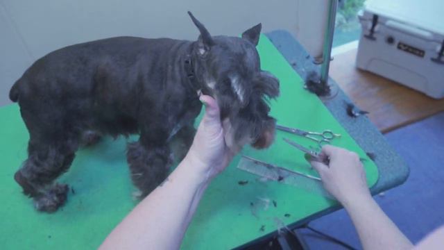 Pet Miniature Schnauzer: Head: Grooming: Tutorial смотреть онлайн