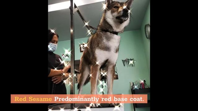 Shikoku Dog Breed: Everything You Need To Know About