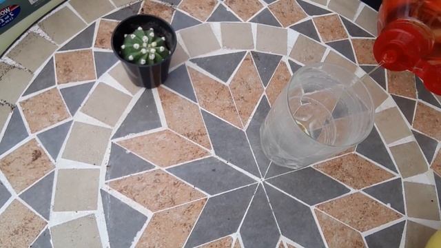 ABC początkującego kaktusiarza | Co zrobić z nowo zakupionym kaktusem | Echinopsis subdenudata смотреть онлайн