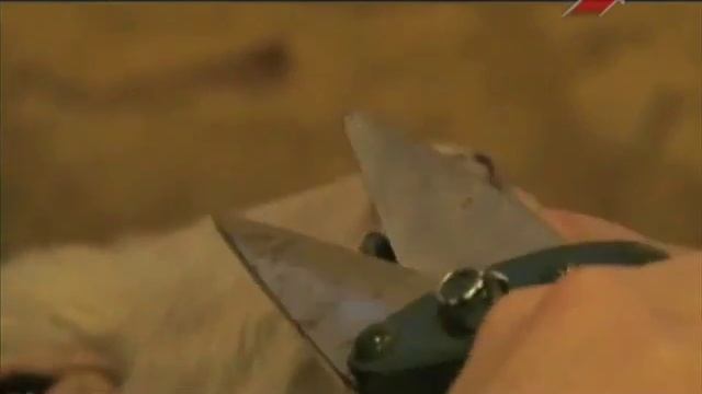 Карликовые французские овцы смотреть онлайн