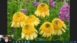 Эхинацеи | Композиция Оранжевое лето