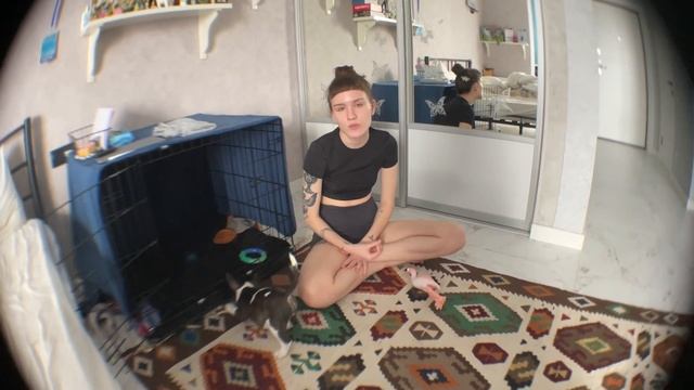 ЗАВЕЛИ ЩЕНКА БУЛЬТЕРЬЕРА | ПЕРВАЯ НЕДЕЛЯ ДОМА, ВОСПИТАНИЕ И СЛОЖНОСТИ смотреть онлайн