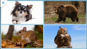 Первые слова для малыша в картинках.Учим слова для детей 1-3 года.Обучающее видео для детей