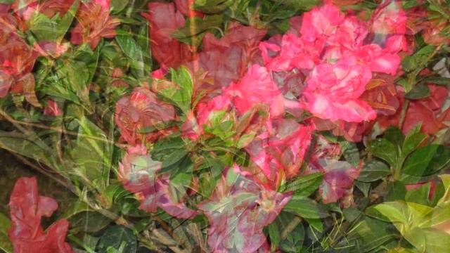 Tinchule, Darjeeling 6 смотреть онлайн