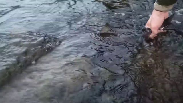 река умба , семга.. мы ее не спасли😭😭😭😭 смотреть онлайн