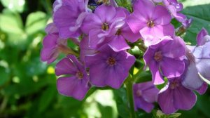 Флокс Гардемарин