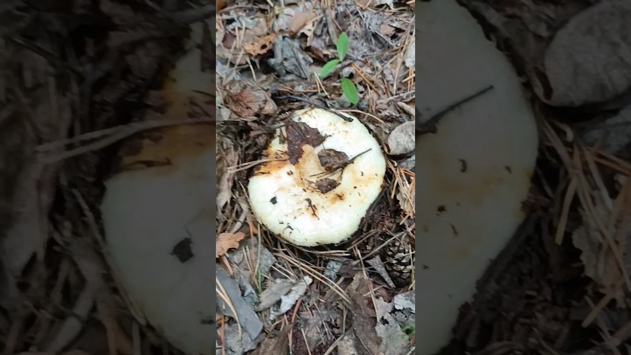 Настоящие белые грузди. смотреть онлайн