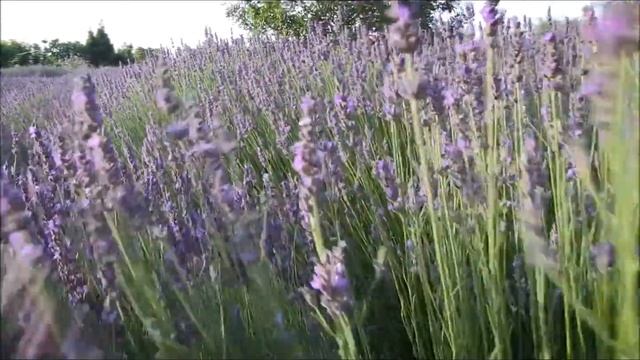 Nazani Tea - Cyprus Harvest - Cyherbia Botanical Park смотреть онлайн