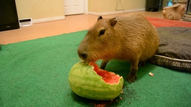 Capybara eating half a watermelon Full Video смотреть онлайн