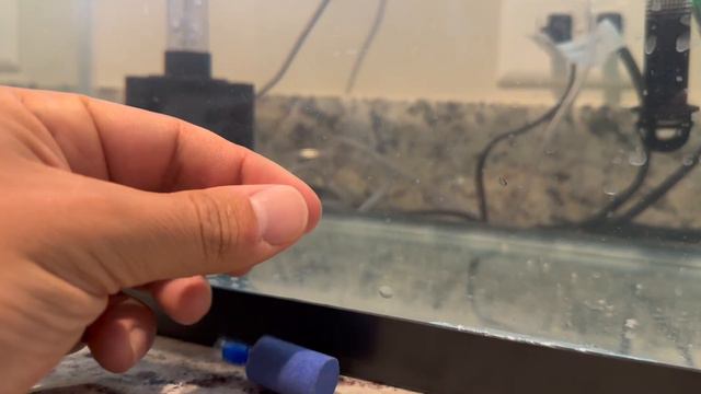 Breeding Severum Cichlids - How to remove fish eggs смотреть онлайн