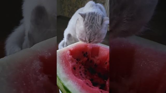 арбуз вместо сливок смотреть онлайн