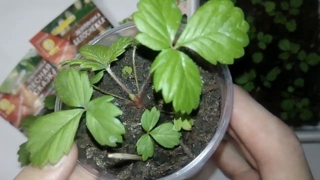 Обязательно сделайте это с вашей рассадой земляники для ОГРОМНОГО УРОЖАЯ!!! смотреть онлайн