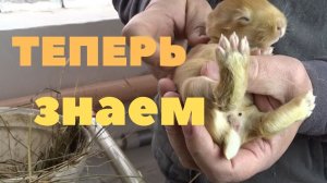 Как точно узнать пол новорождённых крольчат