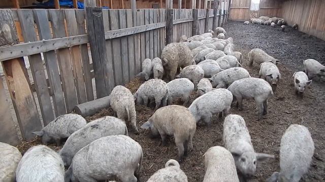 КУДРЯВЫЕ ИНВЕСТИЦИИ и выход на Азиатско-Тихоокеанский рынок. БИО-ФЕРМА МАНГАЛИЦА смотреть онлайн