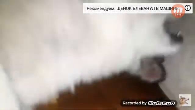 Хаски прокапал тунель в квартире смотреть онлайн
