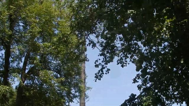 Pseudotsuga menziesii @ Park Radenci смотреть онлайн