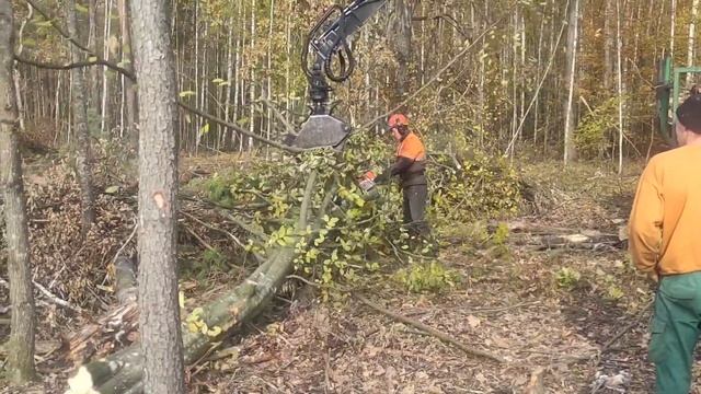 как стянуть повисшее дерево с помощью трактора