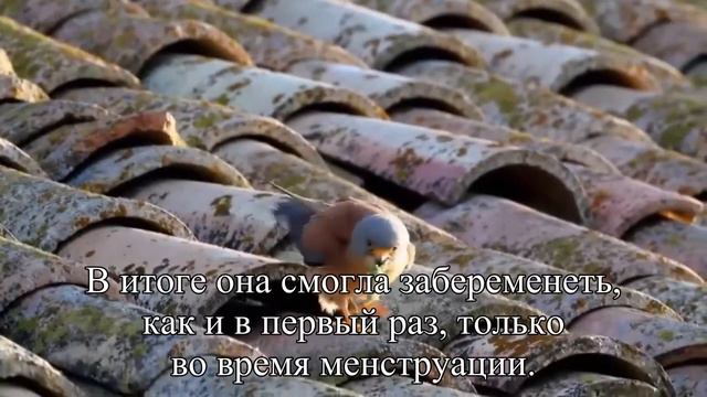 Бабушка надвое сказала, или мифы о контрацепции — Статья смотреть онлайн