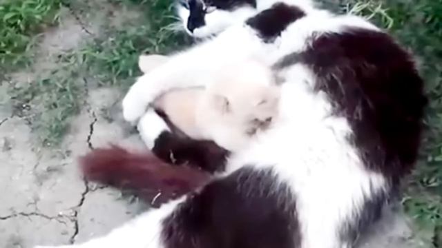 ДО СЛЁЗ!😭 Кошка согревает замерзающего щенка, которого выбросили люди! смотреть онлайн