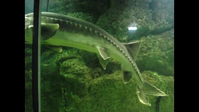 Рыба калуга: выдвижной рот смотреть онлайн