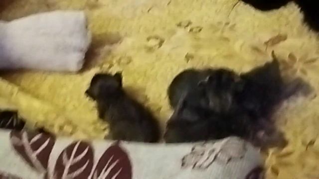 Предновогодняя суета???