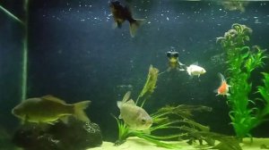 караси в аквариуме с золотыми рыбками
