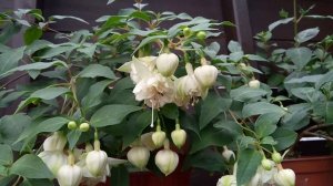 Фуксия Carla Knapen. Обзор сорта