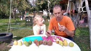 12 сентября 2021.Дегустация груш.Просто Мария, Осенняя Яковлева, Ника, Маисян, Мнаморная.