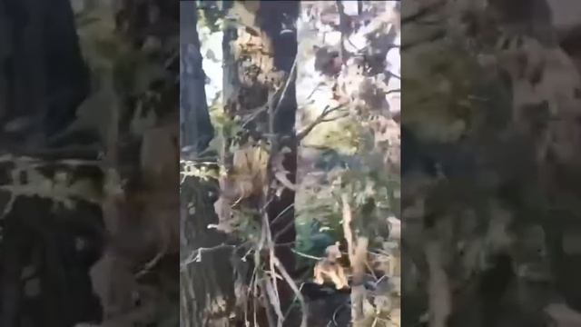 Подрывы на минах группы боевиков ВСУ/Explosions on mines of a AFU militants group