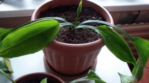 Правильный уход за Эухарисом и Какие Проблемы встречаются при выращивании