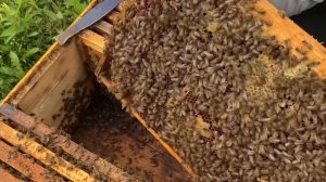 Что бы пчёлы не роились, я делаю это! 100% верный способ!