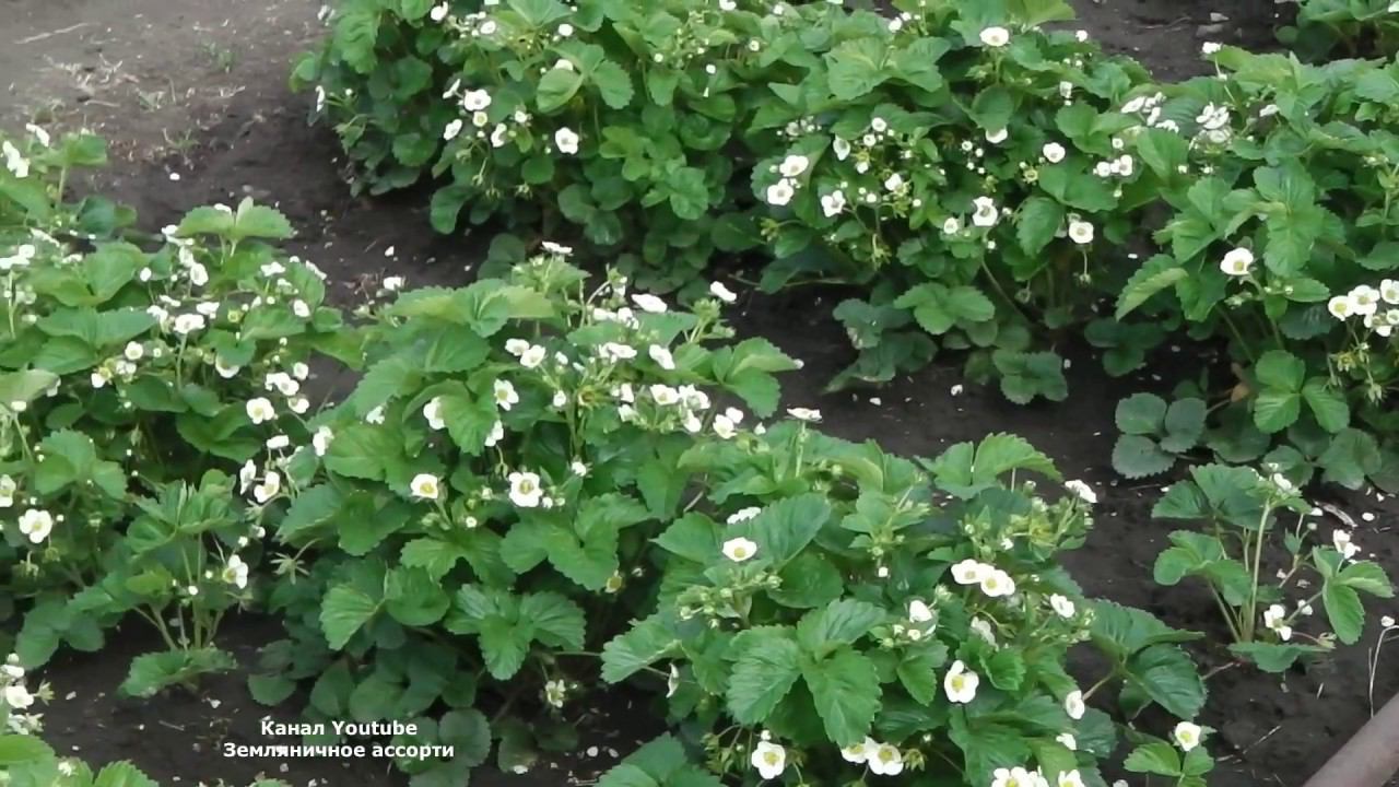 ЦВЕТЕТ ЗЕМКЛУНИКА КУПЧИХА РАЗНИЦА ВО ВРЕМЯ ЦВЕТЕНИЯ МЕЖДУ ТРЕХЛЕТКОЙ И ЧЕТЫРЕХЛЕТКОЙ смотреть онлайн