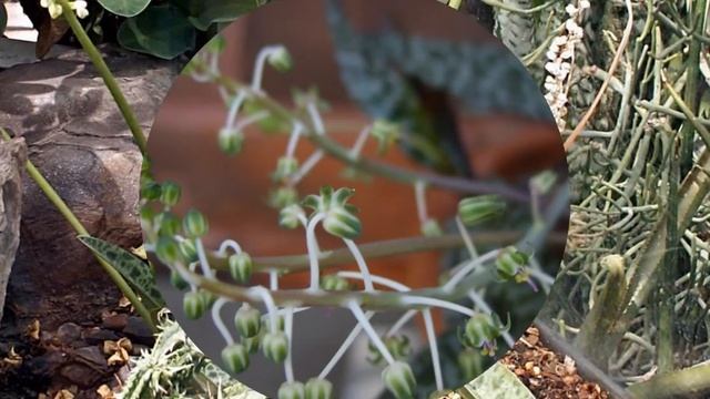 ПРОЛЕСКА, или СЦИЛЛА  (SCILLA) сем. Гиацинтовые смотреть онлайн