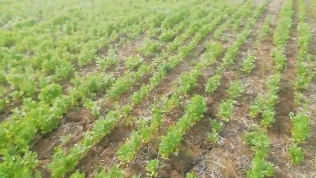 Крым. Кориандр (кинза) прямого посева (No-till) спустя 20 дней после обработки прометрином. смотреть онлайн