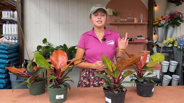 McColley’s Finale Philodendron - Houseplant of the Week смотреть онлайн