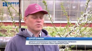 Зеленый участок. Искусственное опыление плодовых деревьев