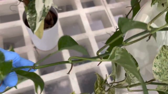 REVERTED SYNGONIUM ALBO & MARBLE POTHOS GANITO GAWIN NATIN NA DI MATULUYAN смотреть онлайн