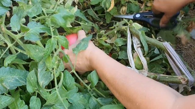 Розовый король - лучший сорт розовых помидор - самый сладкий розовый томат