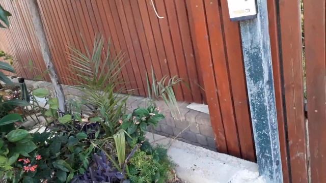 Гуляю и вас приглашаю прогуляться полюбоваться на красоту/молочай_миля/шипы_христа/тропики/коммелин смотреть онлайн