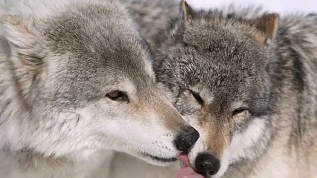 лепестками роз....avi смотреть онлайн