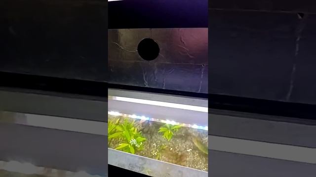 №16 Пара слов про освещение в аквариуме смотреть онлайн