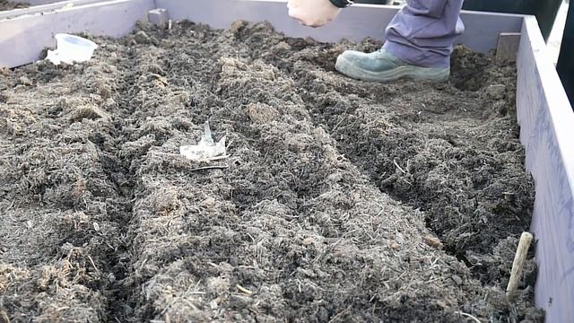 Chitted Parsnip, Carrot, Scorzonera. Celery Plants. Root Bed Experiment|Allotment Growing Enplotmen смотреть онлайн