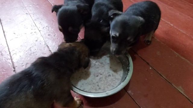 ЩЕНКИ ПОДРОСЛИ.ЛАСКА УБЕЖАЛА С ДРУГОМ.@гевондян.