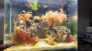 Запуск морского аквариума. Просто о сложном.