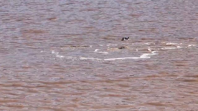 Aquila Safari Game Ride in Cape Town Review смотреть онлайн